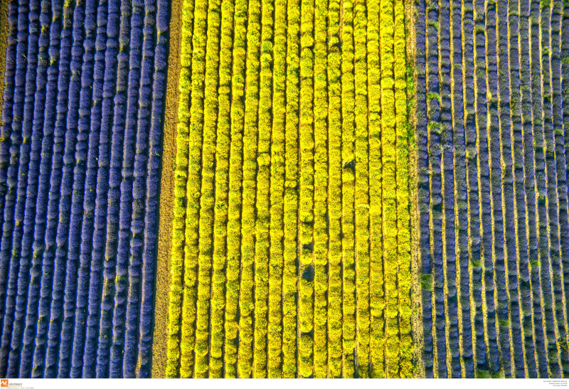 Η πεδιάδα με τις Λεβάντες και τους ελίχρυσους από ψηλά