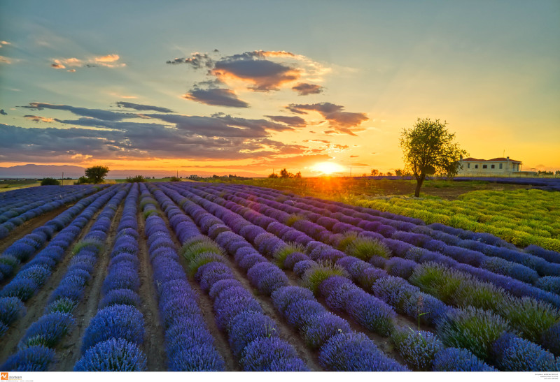 Οι λεβάντες στη δύση του ηλίου