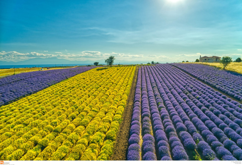 Πεδιάδα με ελίχρυσους και λεβάντες