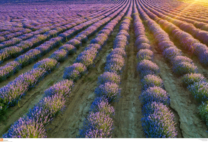 Καλλιέργεια λεβάντας